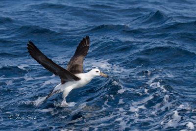 black browed albatross 