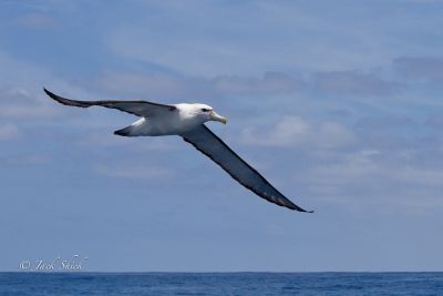 shy albatross 