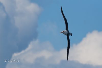 campbell albatross