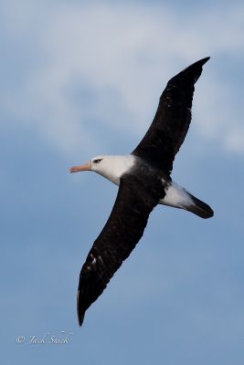 campbell albatross