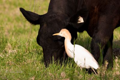 cattle egret  