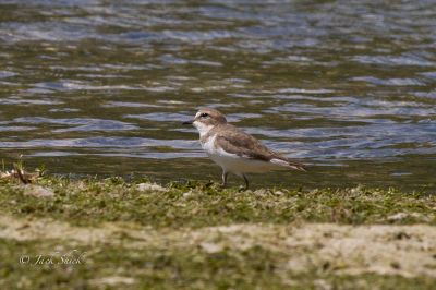 double banded plover 