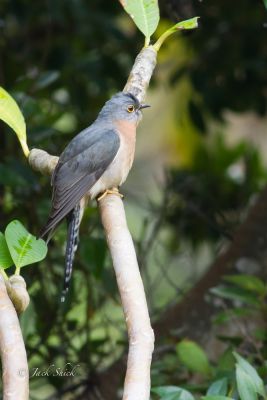 fan tailed cuckoo 