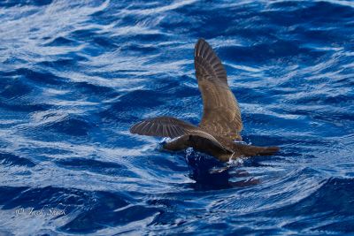 flesh-footed-shearwater