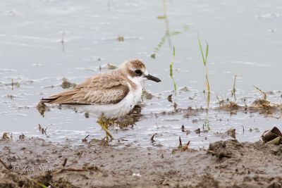 greater sand plover 