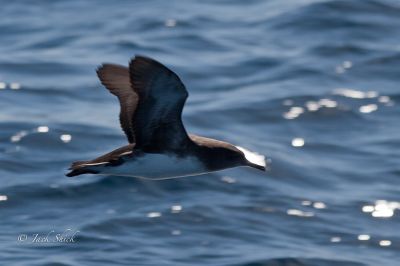 huttons shearwater 