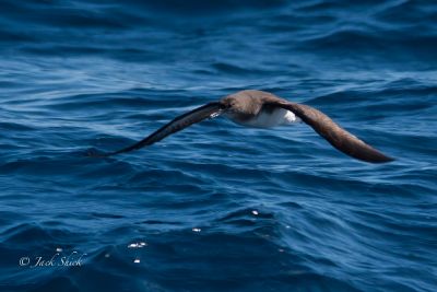 huttons shearwater