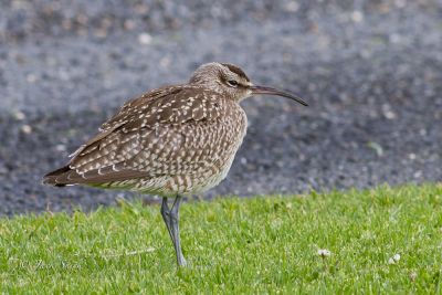 little curlew 