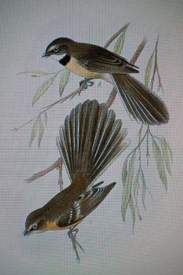 lord howe fantail 