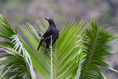 Lord howe Island currawong 