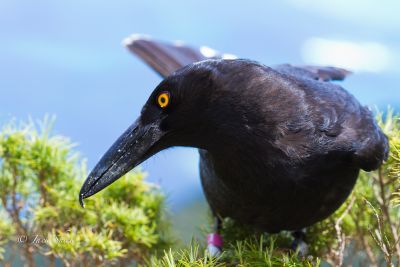 Lord howe Island currawong 