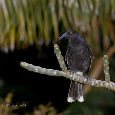 Lord howe Island currawong  