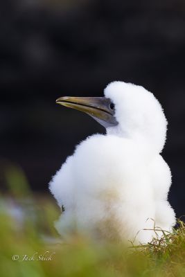 masked-booby