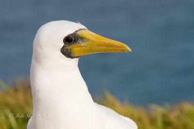 masked-booby 