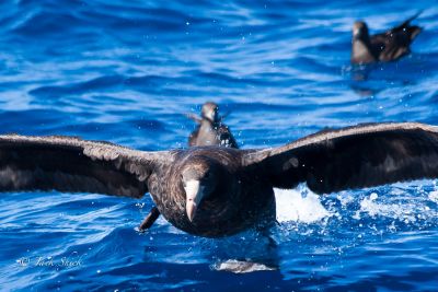 northern giant petrel 