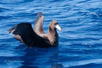 northern giant petrel 