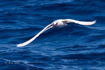 red-tailed tropic bird 