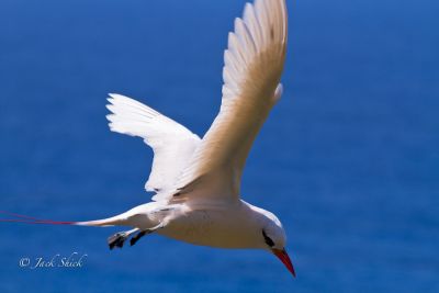 red-tailed tropic bird 