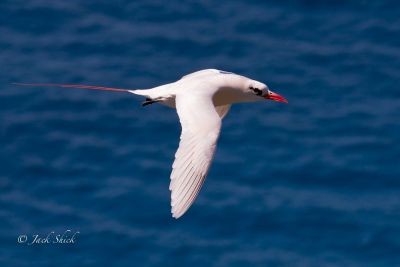 red-tailed tropic bird  