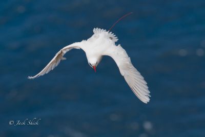 red-tailed tropic bird