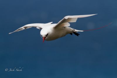red-tailed tropic bird