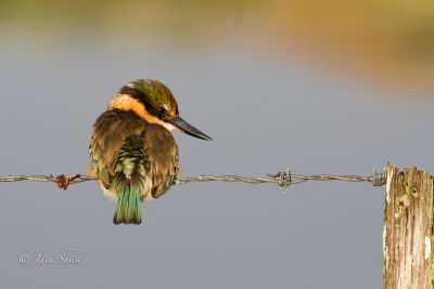 sacred kingfisher 