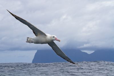 wandering albatross 