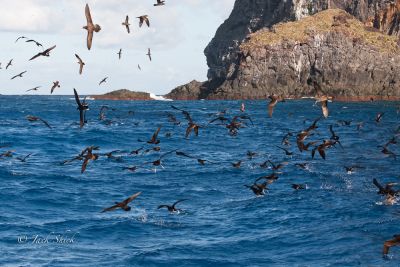 wedge-tailed-shearwater 