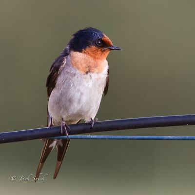 welcome swallow 
