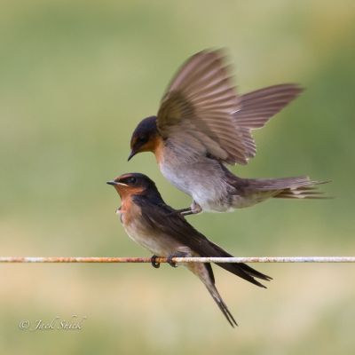 welcome swallow 