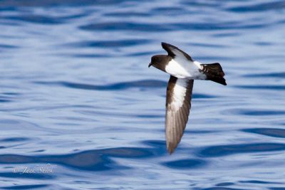 White bellied storm petrel