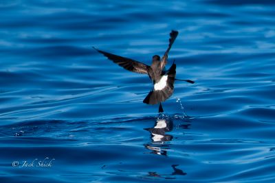 White bellied storm petrel