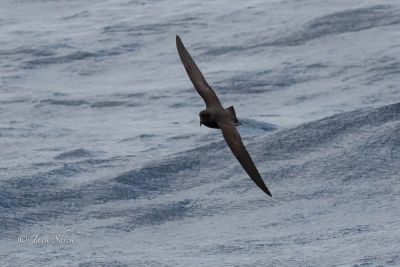 white-bellied-storm-petrel