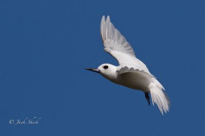 white-tern