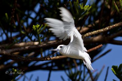 white-tern